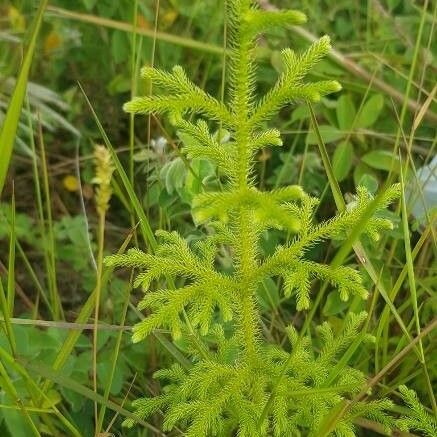 Lycopodiella cernua Ліст