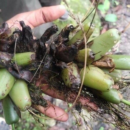 Coelogyne pallida Лист