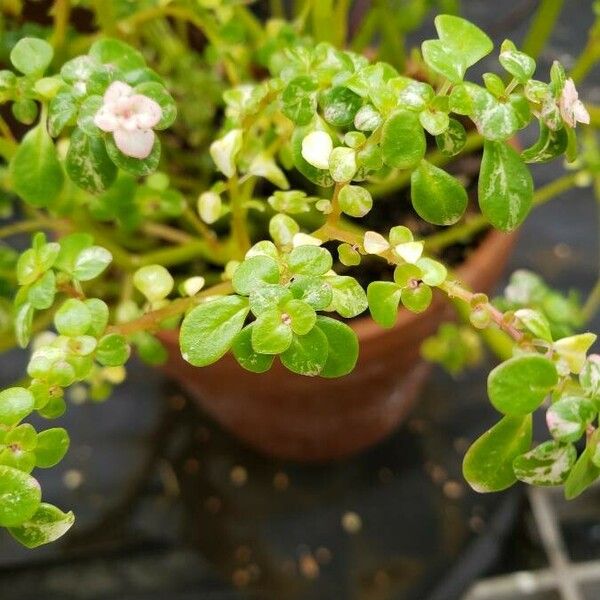 Pilea microphylla পাতা