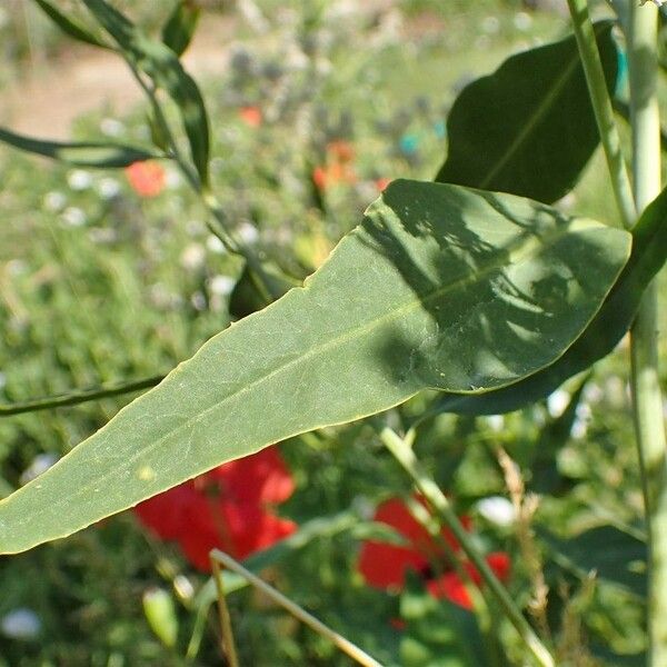 Lepidium latifolium Leaf