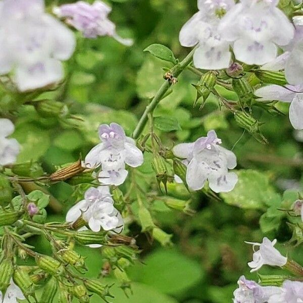 Clinopodium acinos Kwiat