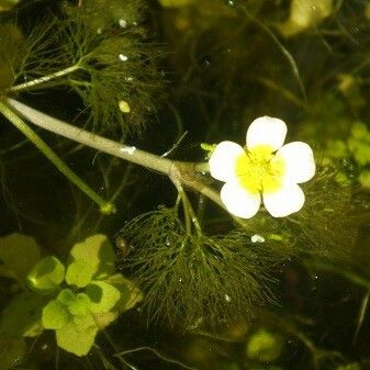 Ranunculus circinatus Floare