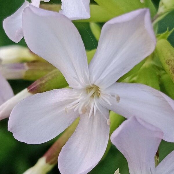 Saponaria officinalis Fleur