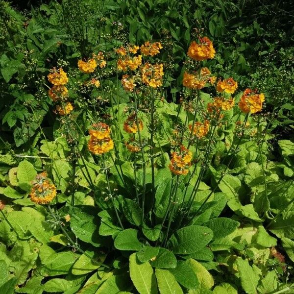 Primula bulleyana Flor