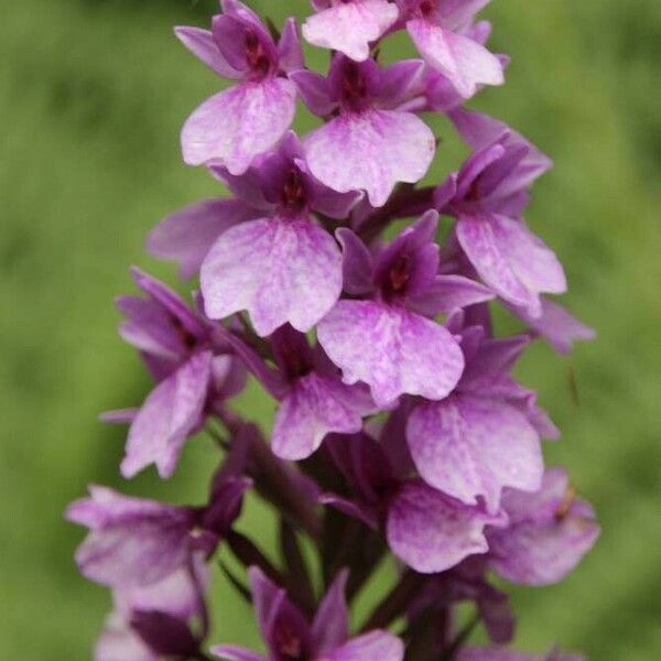 Dactylorhiza foliosa Bloem