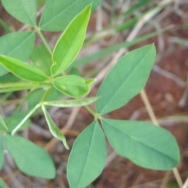 Crotalaria micans Feuille