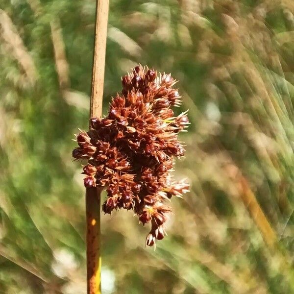 Juncus conglomeratus Λουλούδι