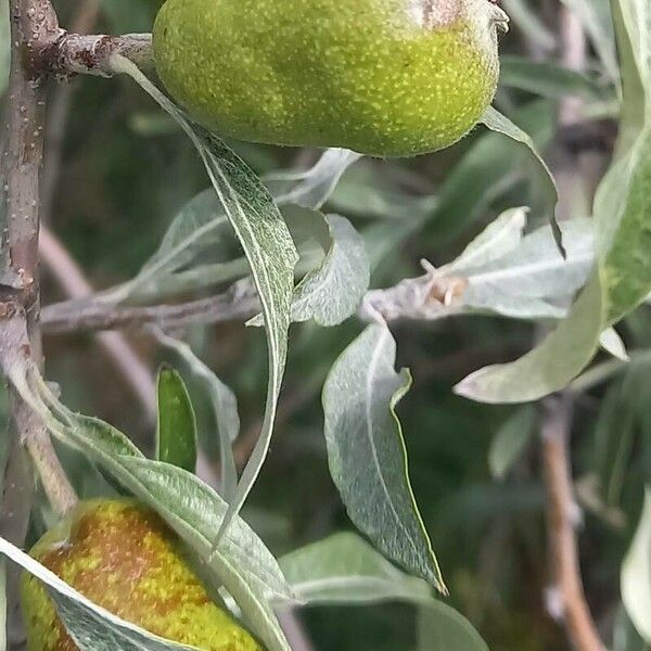 Pyrus salicifolia Fruit