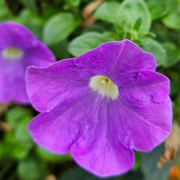 Petunia × atkinsiana Flor