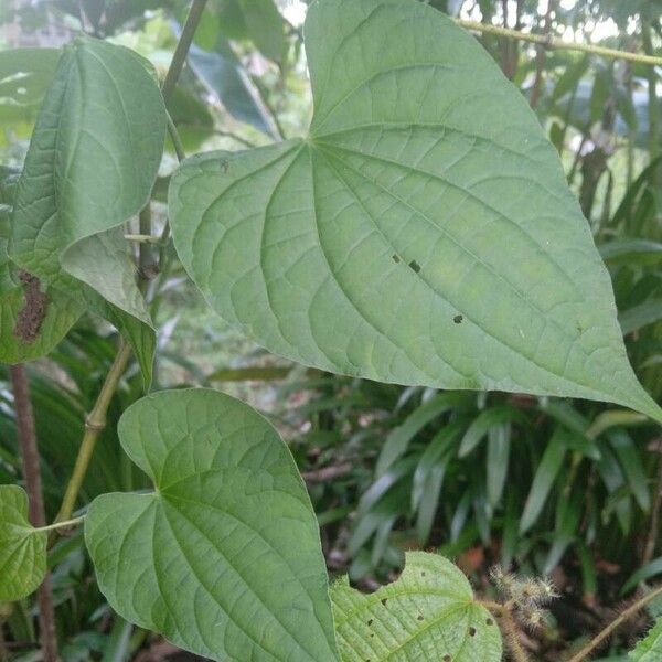 Piper marginatum Feuille