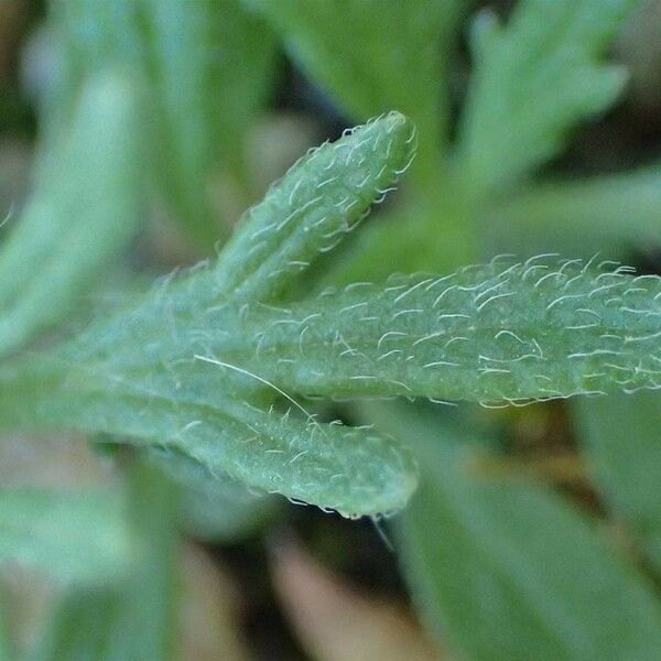 Ajuga chamaepitys Frunză