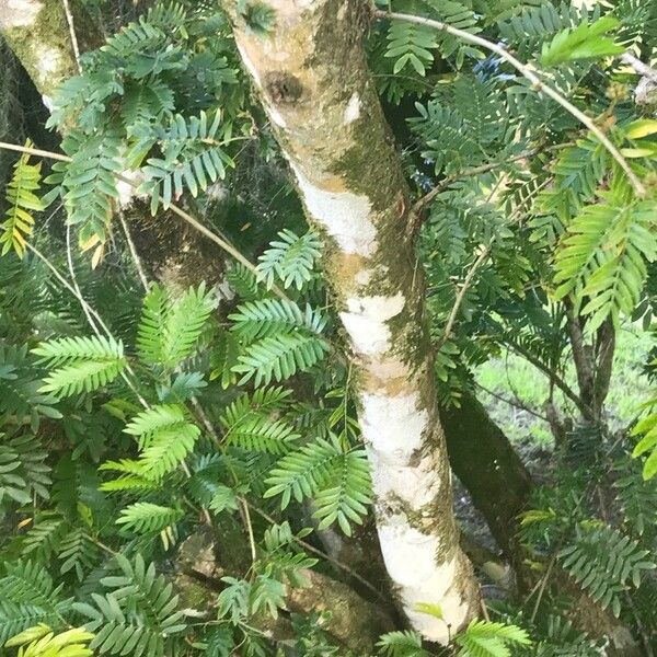 Calliandra surinamensis Kaarna