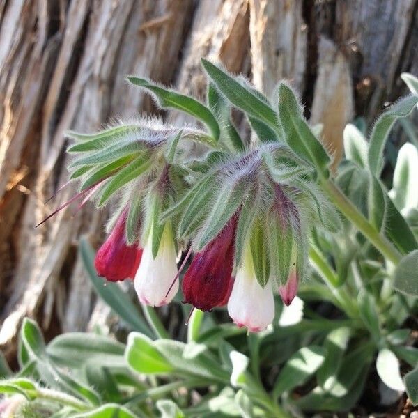 Onosma alborosea 花