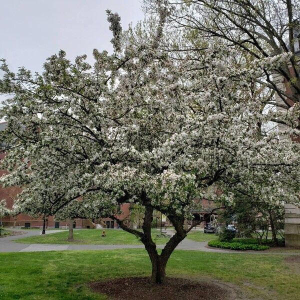 Malus hupehensis Hàbitat