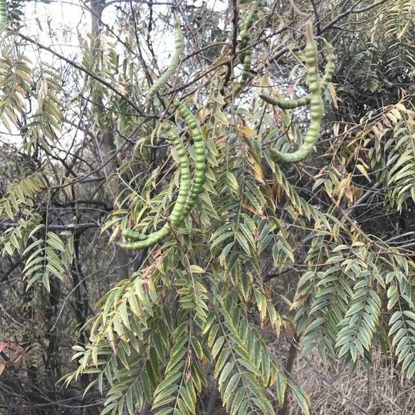 Senna petersiana Habit