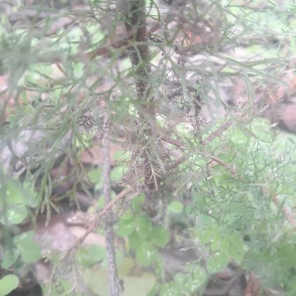 Eupatorium capillifolium Rinde