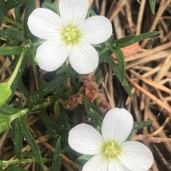 Arenaria montana Квітка