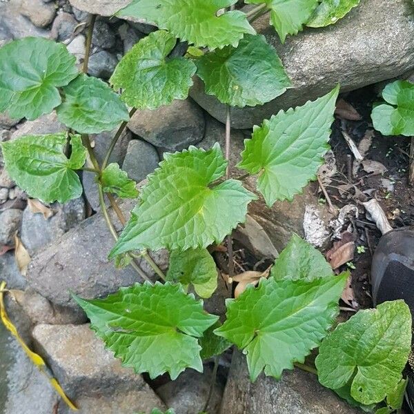 Mikania micrantha Leaf