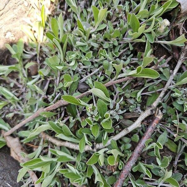 Antennaria neglecta Leaf