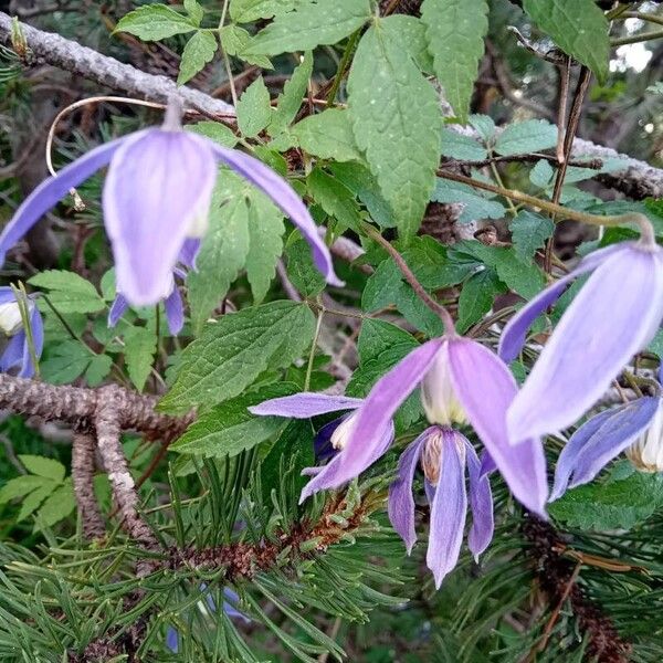 Clematis alpina Flor