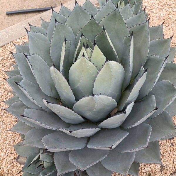 Agave parryi ഇല