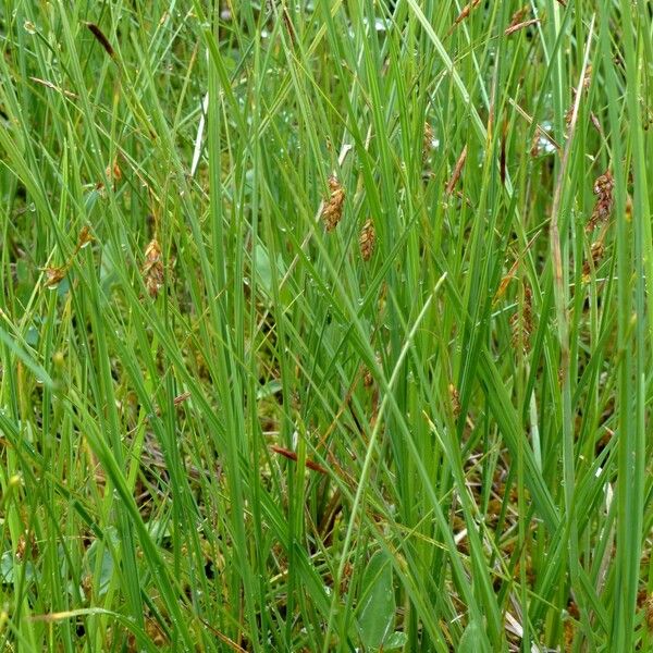 Carex limosa Habit