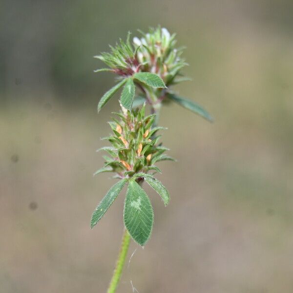 Trifolium scabrum 花