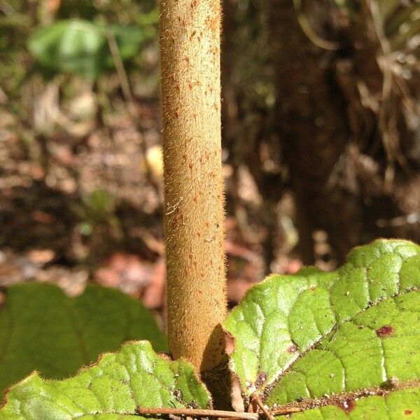 Coccoloba pubescens Azala