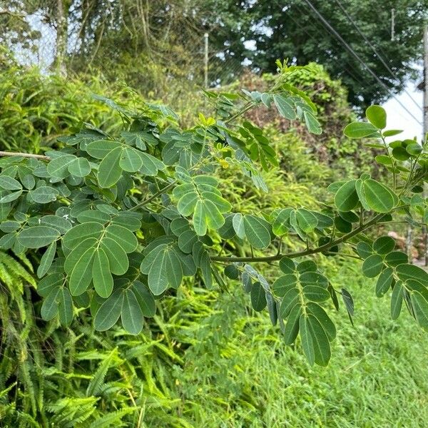 Senna bicapsularis Leaf