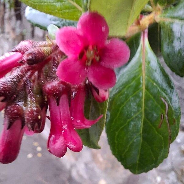 Escallonia rubra പുഷ്പം