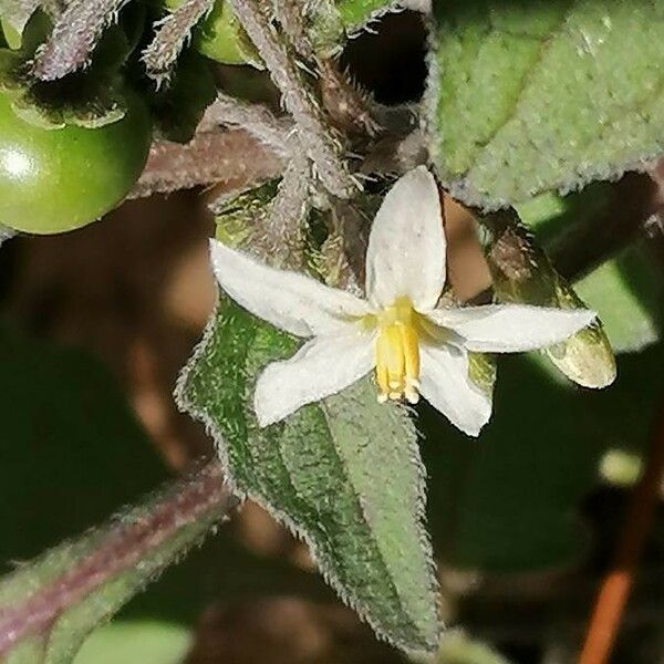 Solanum villosum Flors