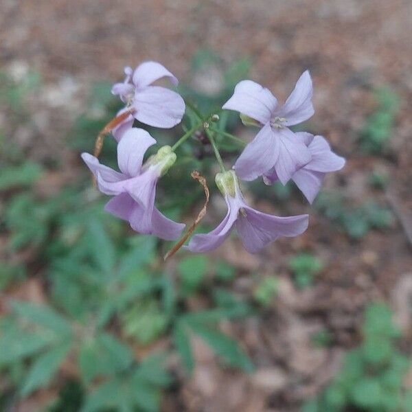 Cardamine bulbifera Flor