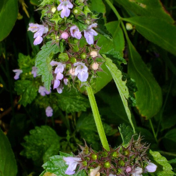 Ballota nigra Blüte