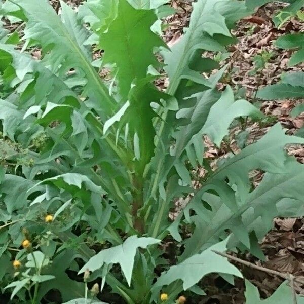 Lactuca indica Leaf