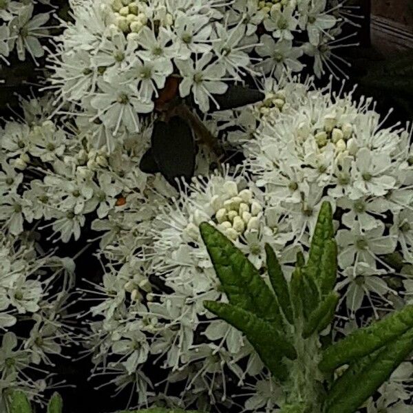 Rhododendron tomentosum 花