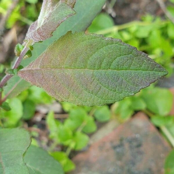 Salix aurita Lehti