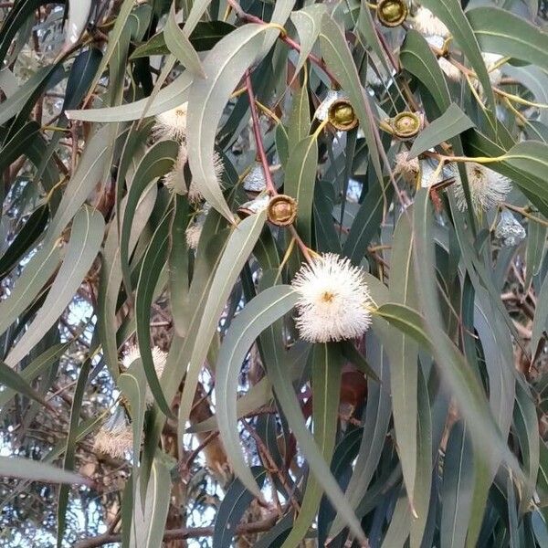 Eucalyptus globulus Flower