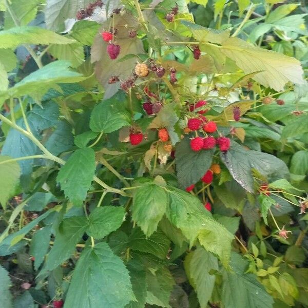 Rubus occidentalis Плід