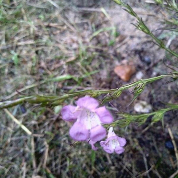 Agalinis purpurea 花