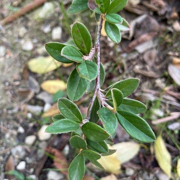 Cotoneaster pannosus Φύλλο