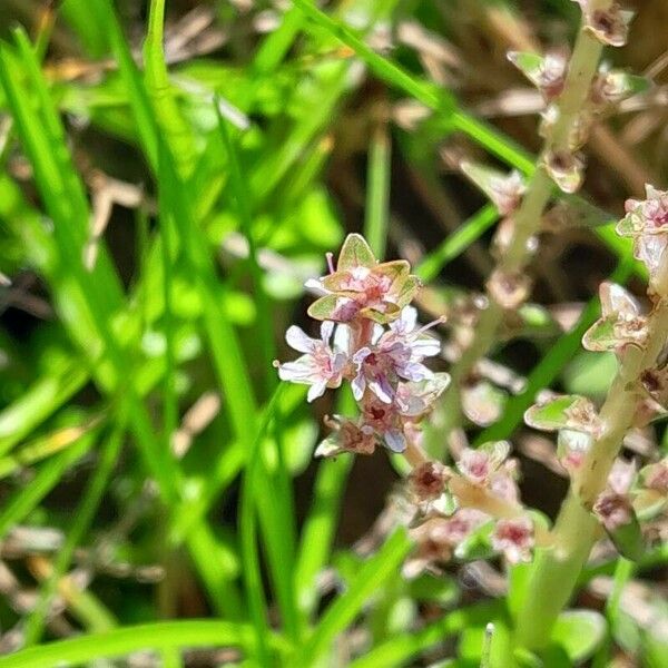 Bacopa monnieri 花