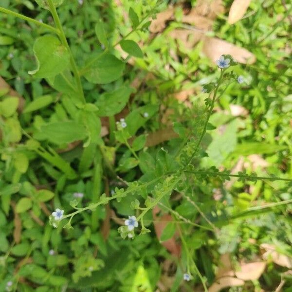 Cynoglossum lanceolatum Flors