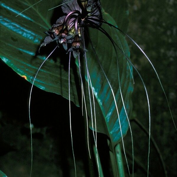 Tacca leontopetaloides Кветка