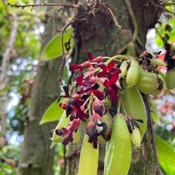 Averrhoa bilimbi Flower