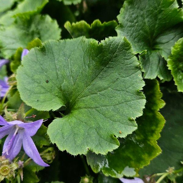 Campanula garganica Blatt