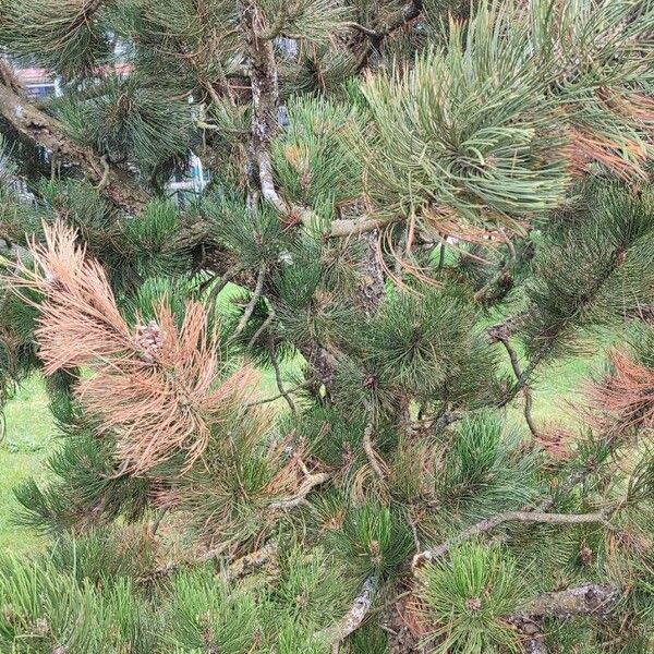 Pinus banksiana Hábito