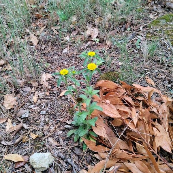 Pallenis spinosa 花