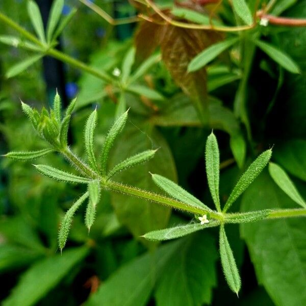 Galium aparine Hàbitat