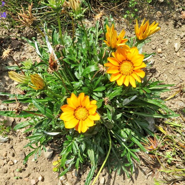 Gazania rigens Habit