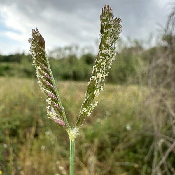 Eleusine tristachya Flower